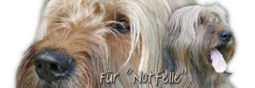 Spardose Briard